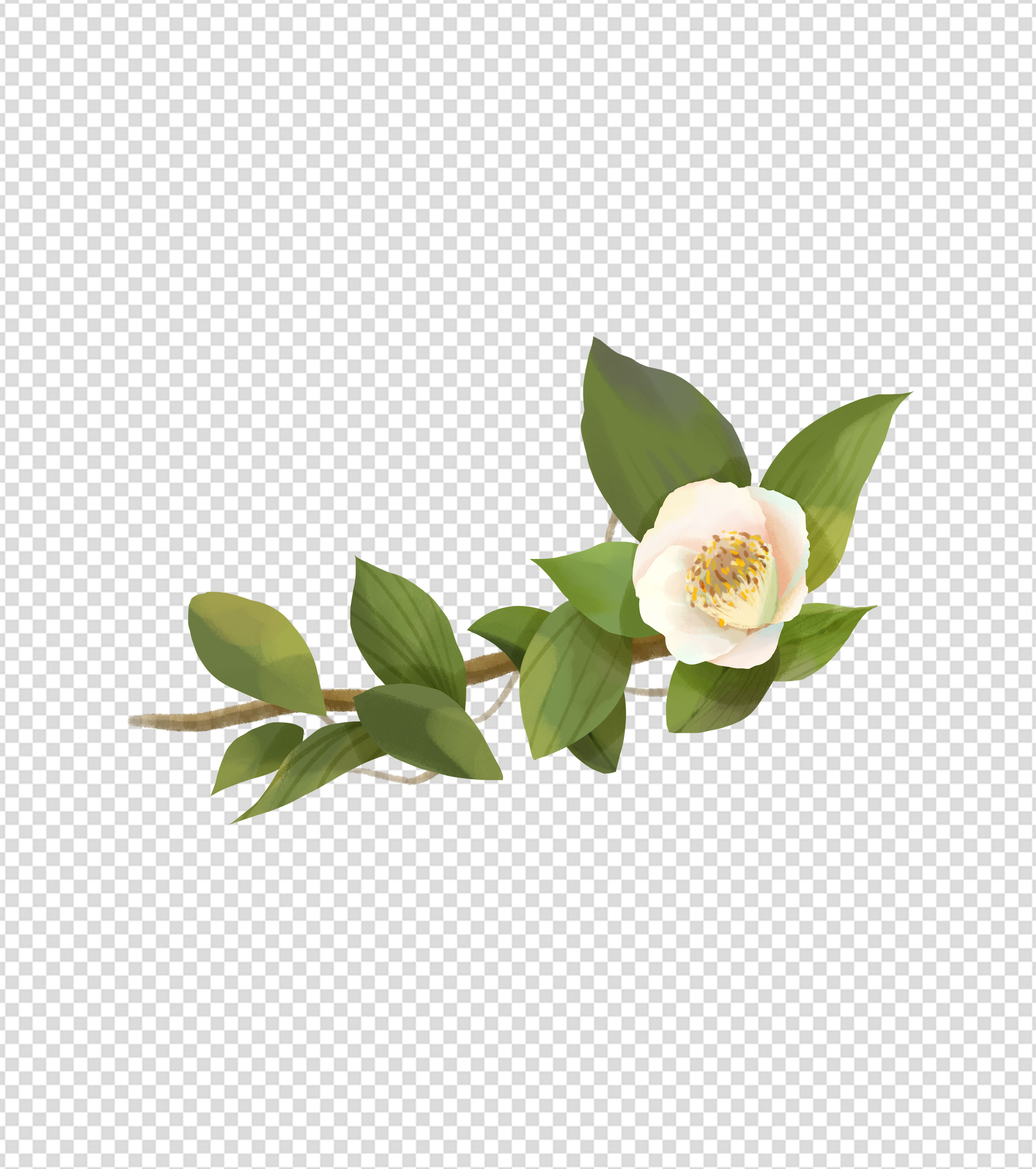 2362x2362pt_ppt手绘白色山茶花下载_小咖办公